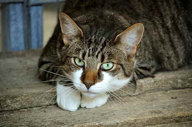 adopter un chat dans un refuge