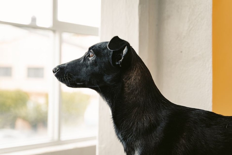 Un chien s'ennuyant regardant par la fenêtre
