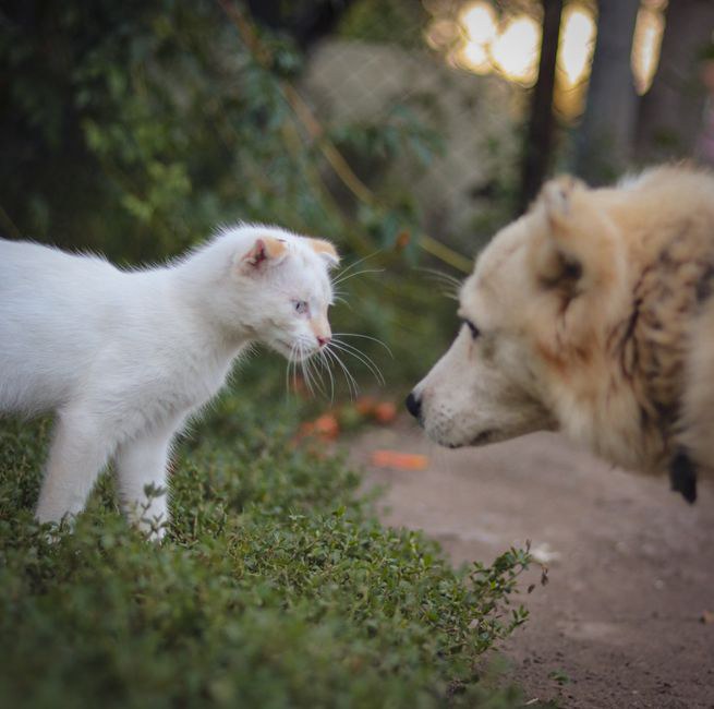 Un chat et un chien se rencontrant pour la première fois