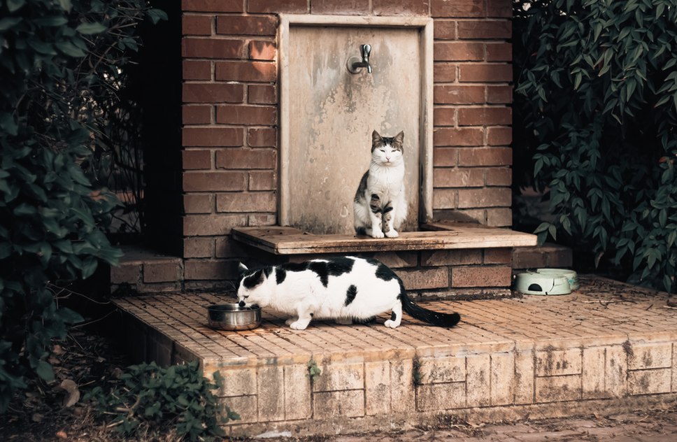 un chat tigré boit à une fontaine en céramique dans un salon lumineux