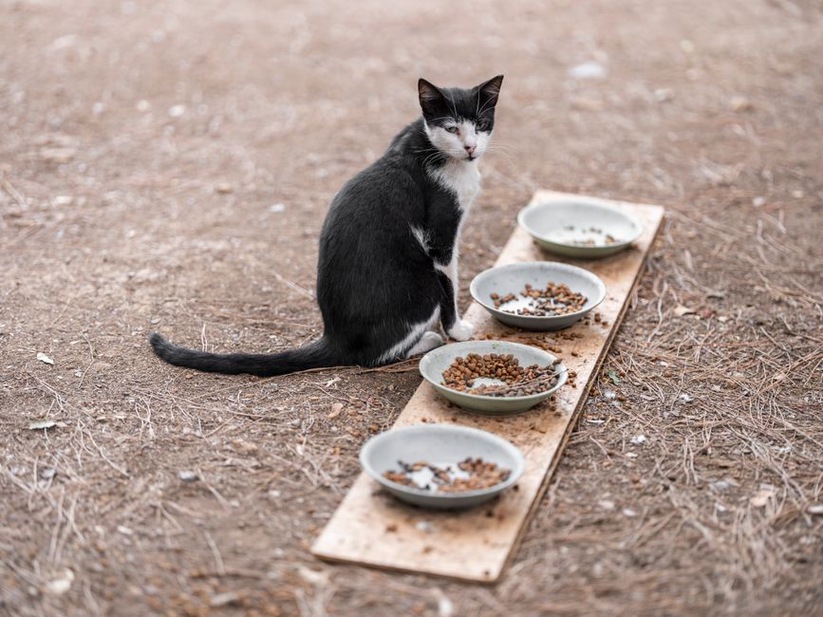 chat mangeant dans un bol à nourriture