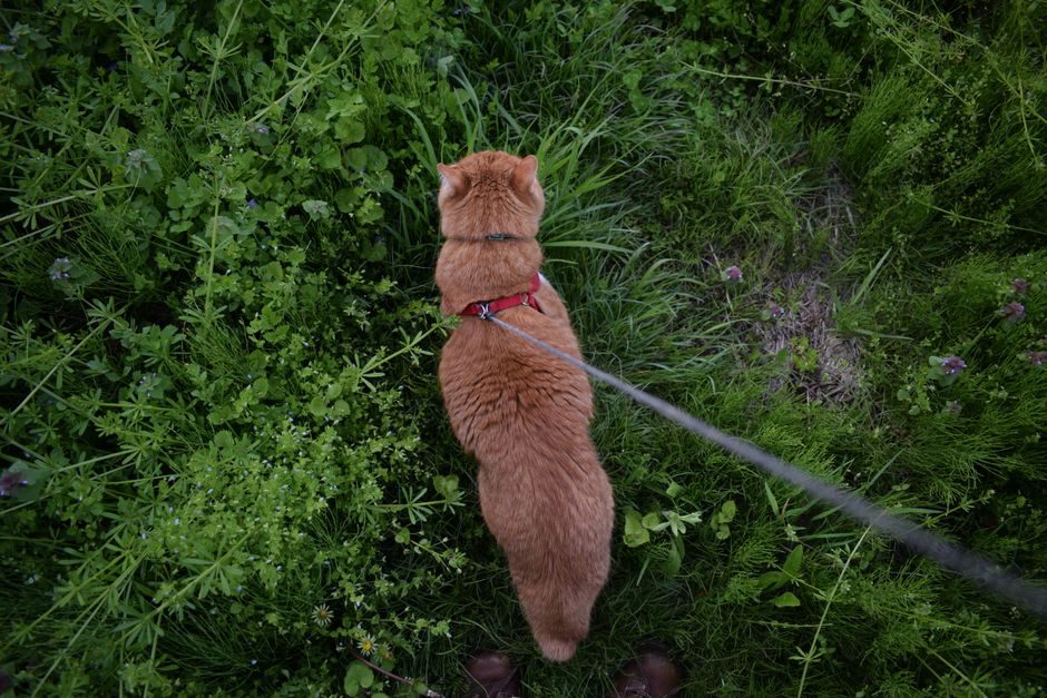 chat tigré reniflant un plant de cataire dans un jardin clos en bois