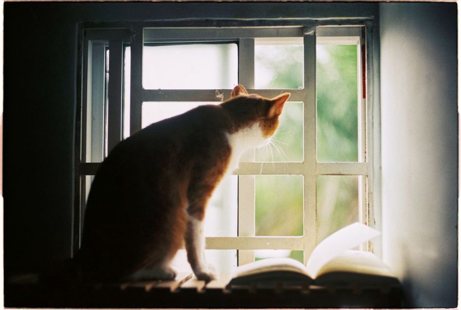 Chat regardant par la fenêtre