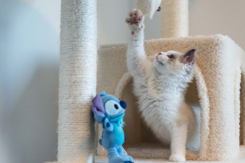 chat jouant avec un jouet en coton
