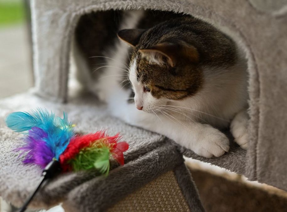 Chat jouant avec un jouet à plumes