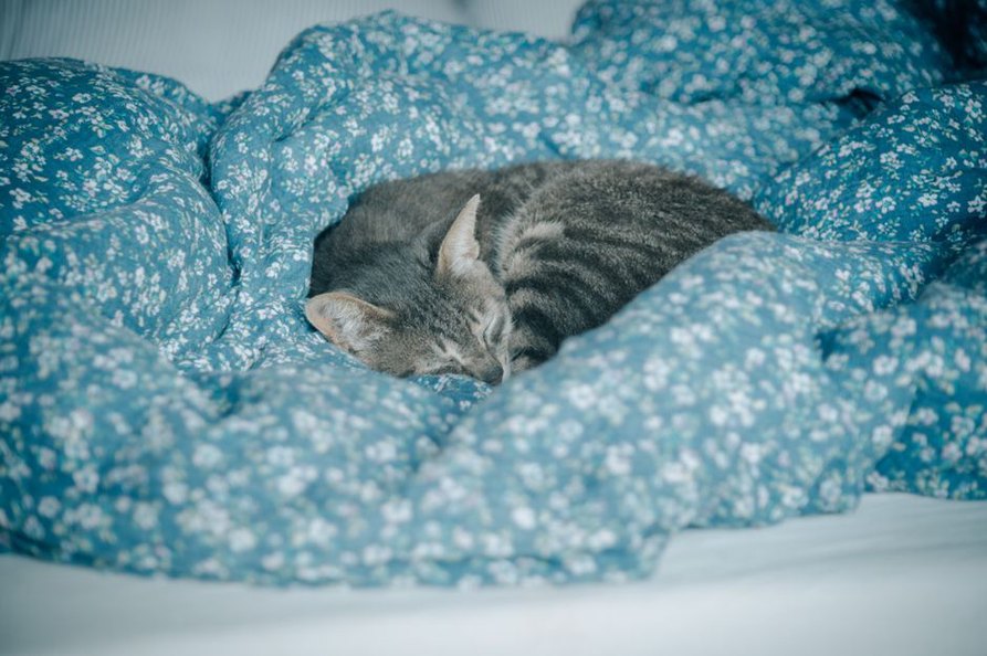 chat endormi sur un lit moelleux