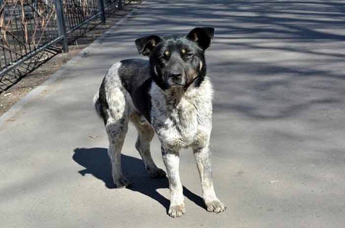 chien perdu