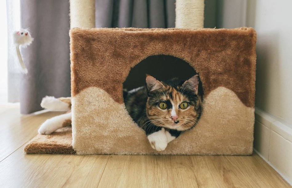 coin confortable pour animal avec jouets