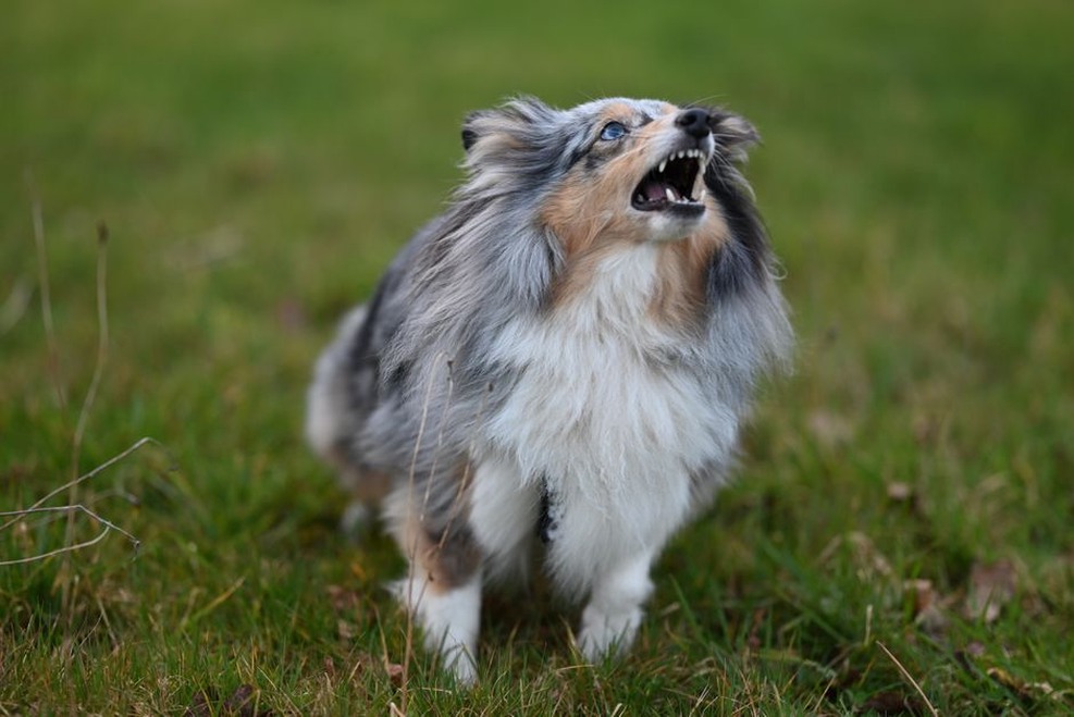 Un chien aboyant joyeusement dans un parc