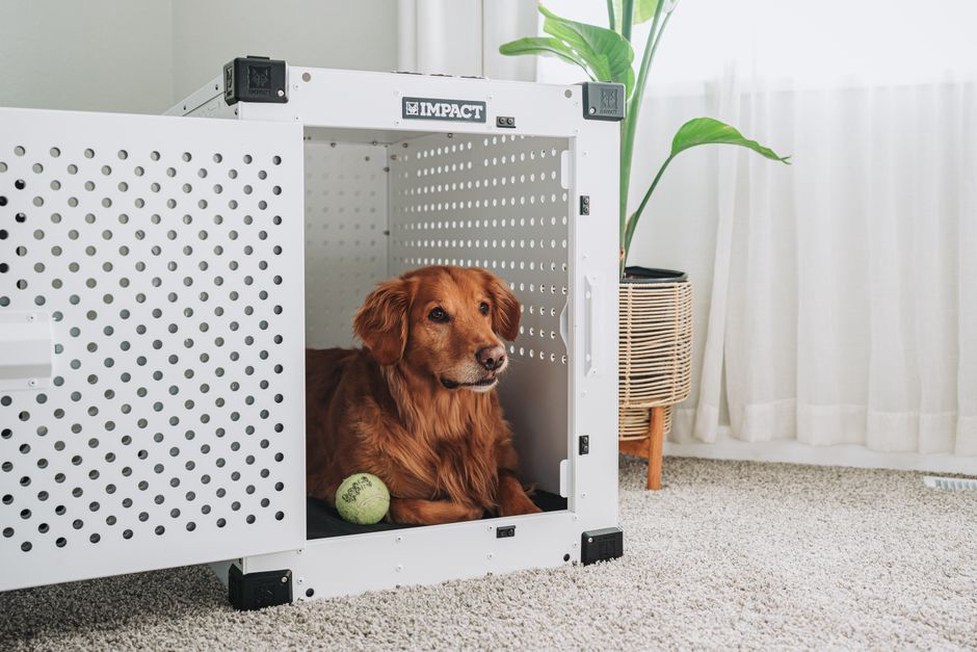 Un chien installé confortablement dans son panier