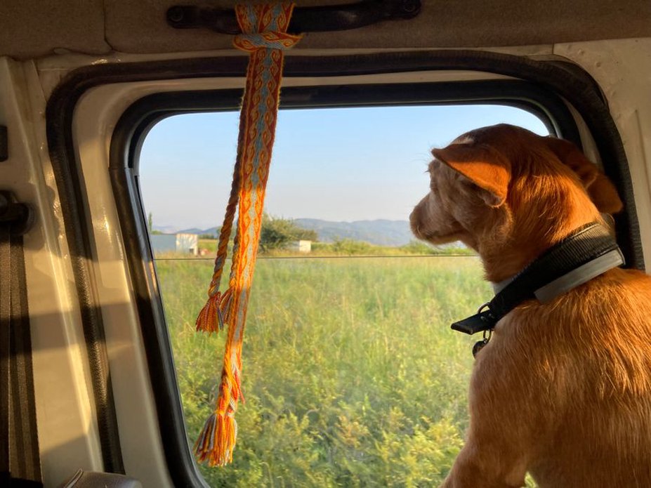 Chien regardant par la fenêtre, attendant son propriétaire