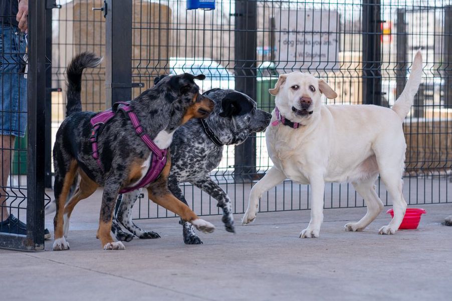 Chiens jouant ensemble dans un parc