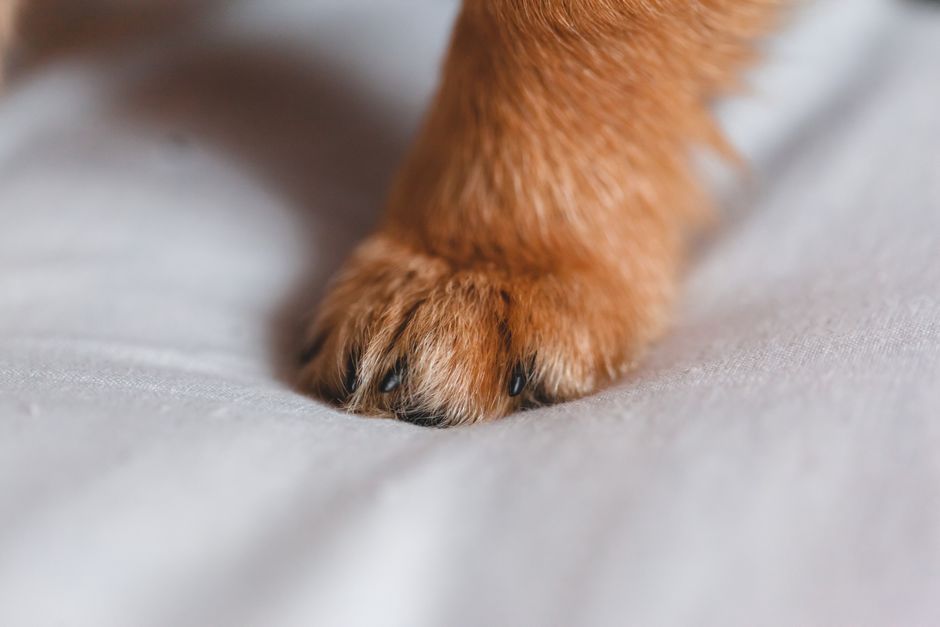 Nettoyage des pattes d'un chien avec un chiffon humide