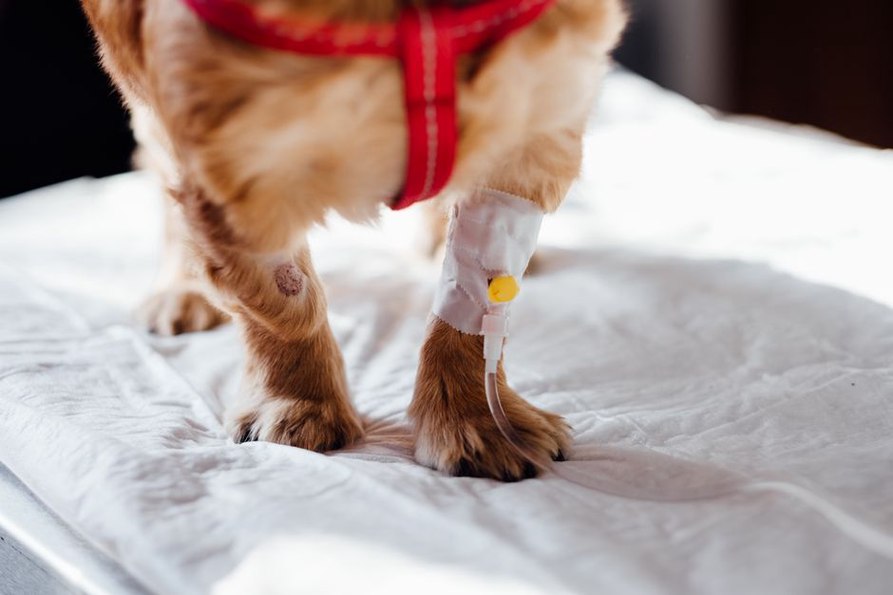 Soin d'une blessure sur la patte d'un chien