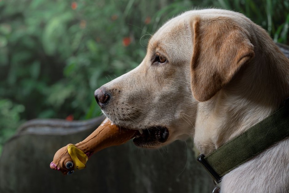 chien jouant avec un jouet en caoutchouc naturel