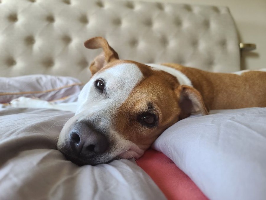 Un chien se repose paisiblement dans son panier