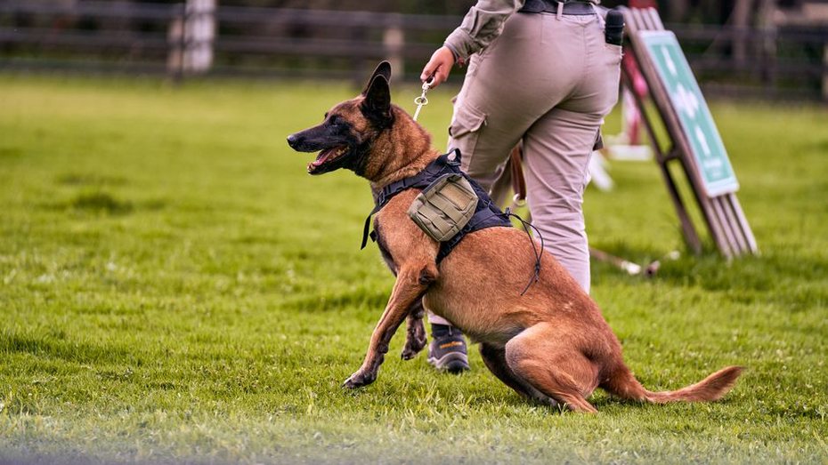 Éducateur canin travaillant avec des chiots