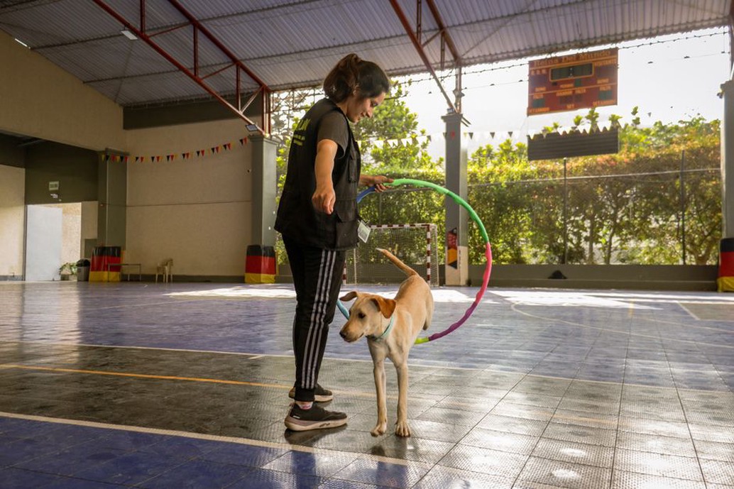 Un cours de dressage pour chiens en plein air