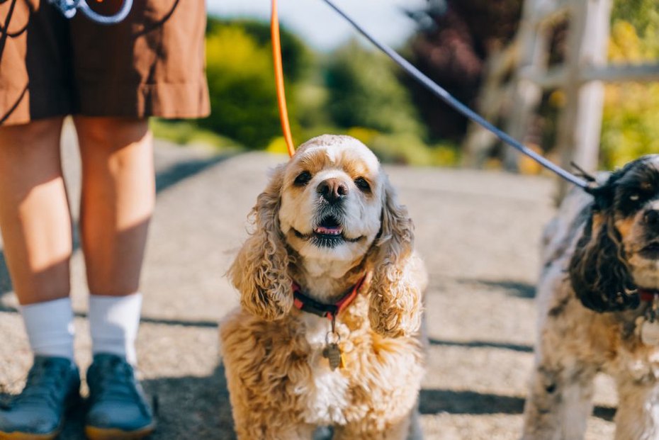 Un chien marche dans un parc avec son propriétaire