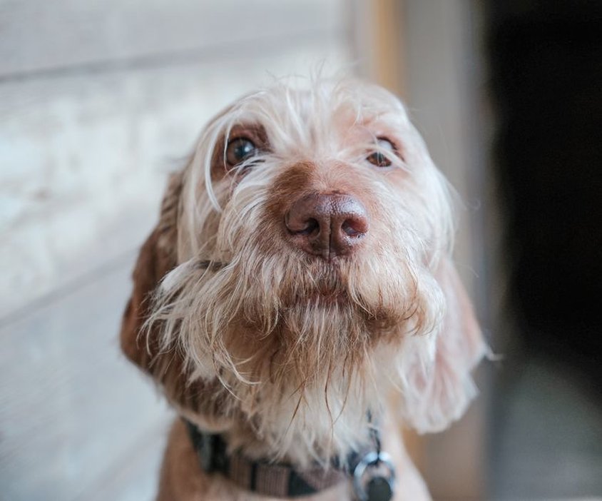Chien avec une expression anxieuse