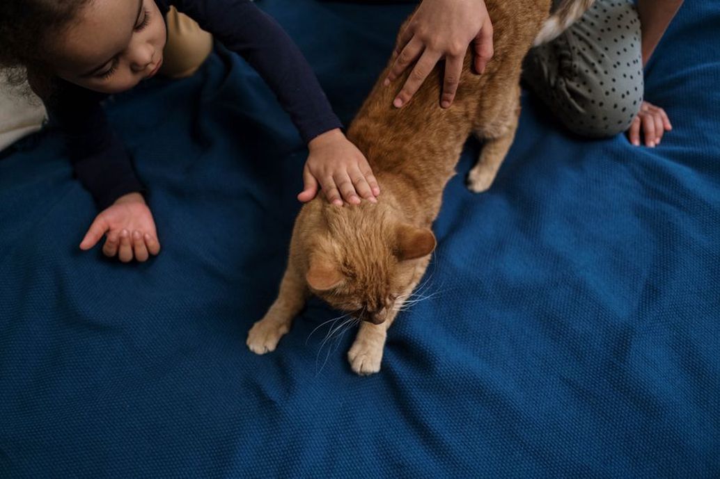 Chat heureux avec sa famille