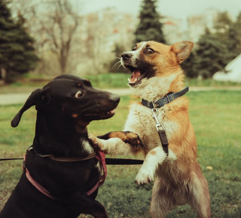 Des chiens heureux jouent ensemble dans un parc