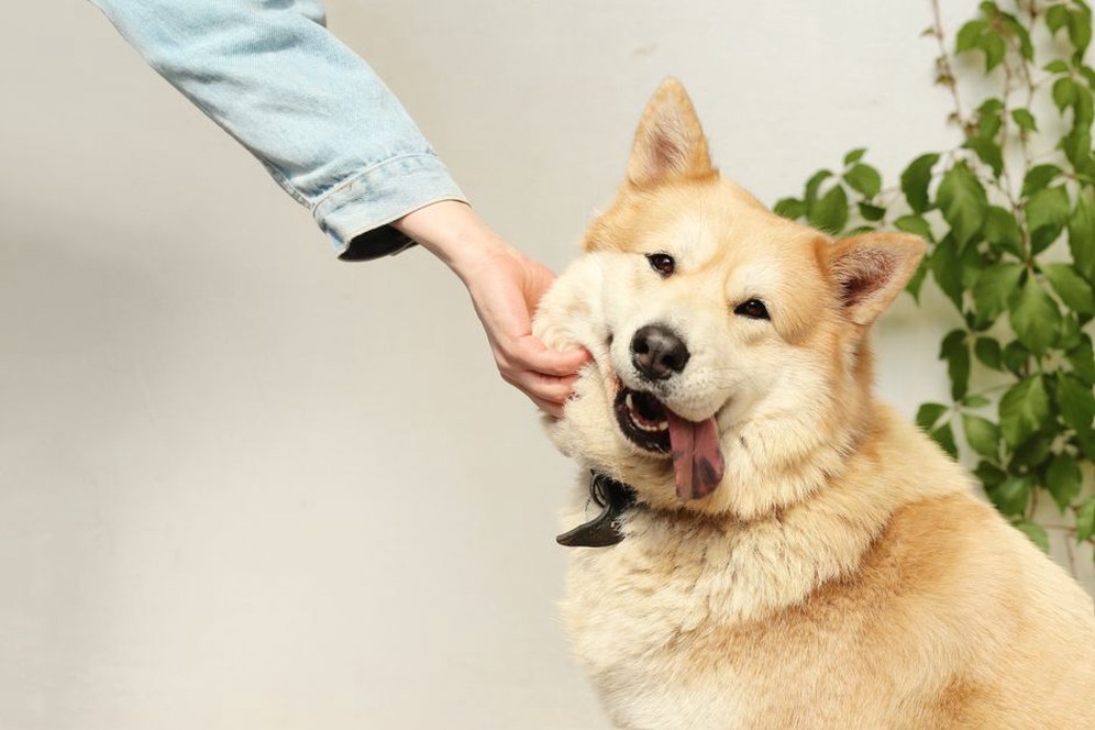 Un chien heureux jouant avec son maître