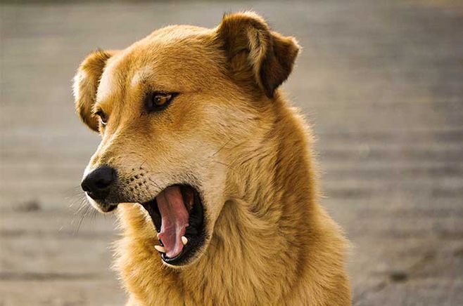 installer une niche pour chien