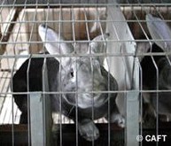 Lapin en cage