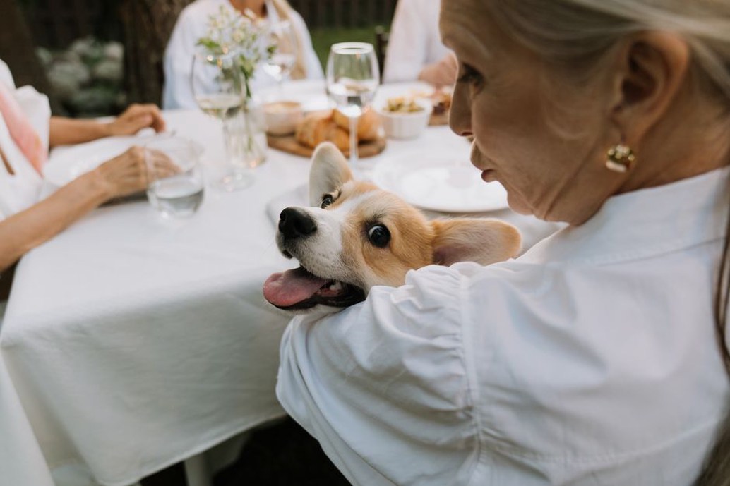 chien âgé avec sa famille en balade