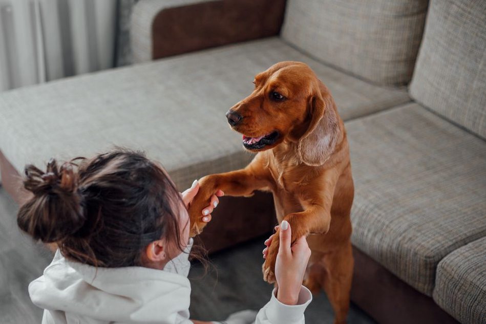 Propriétaire jouant avec son chien dans le parc