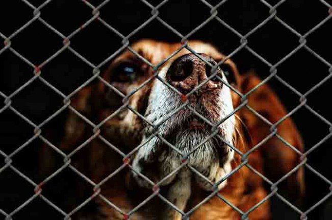préjugés sur les chiens de refuge