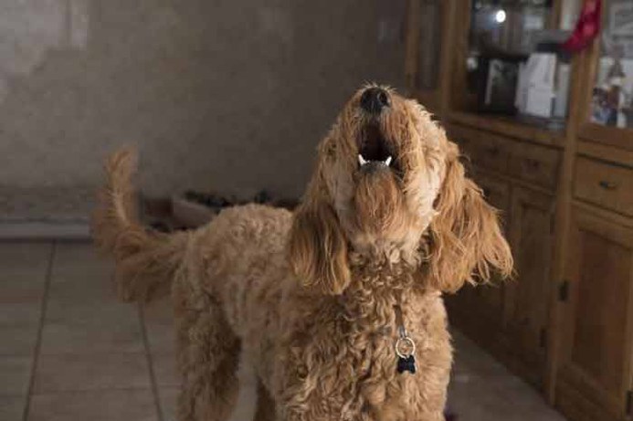 problème de comportement chez le chien