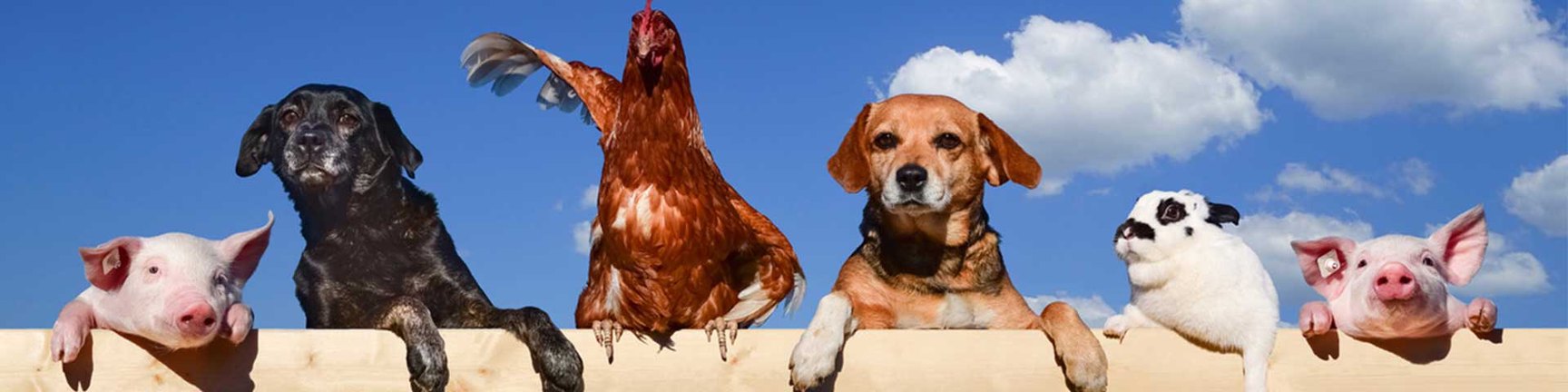 Sauvons les animaux