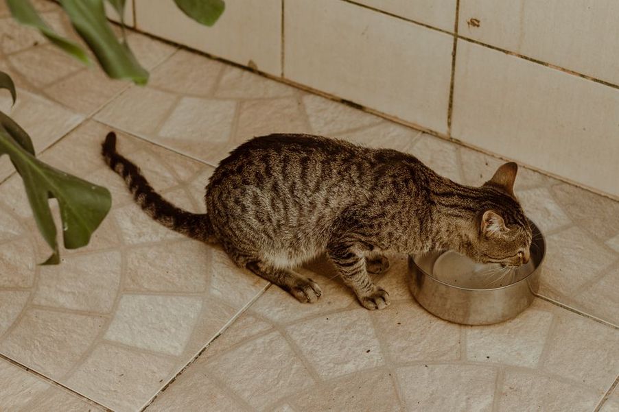 un vieux chat blanc et roux boit dans un bol surélevé posé sur un parquet en bois