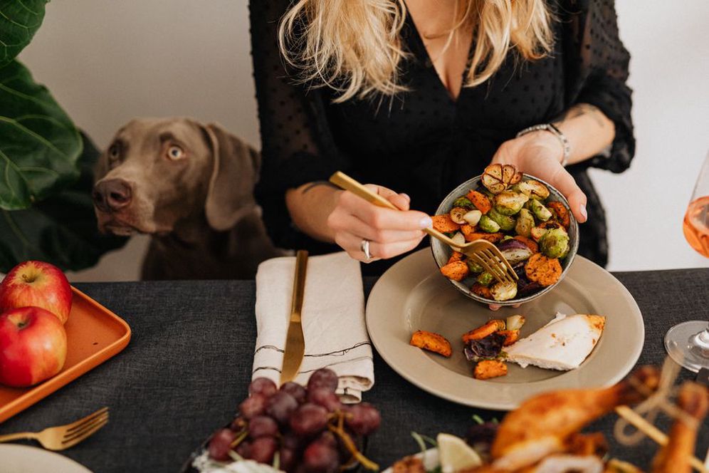 chien âgé dégustant un repas sain