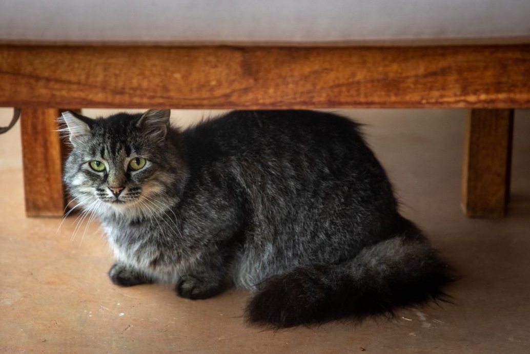 Un chat anxieux caché sous un meuble