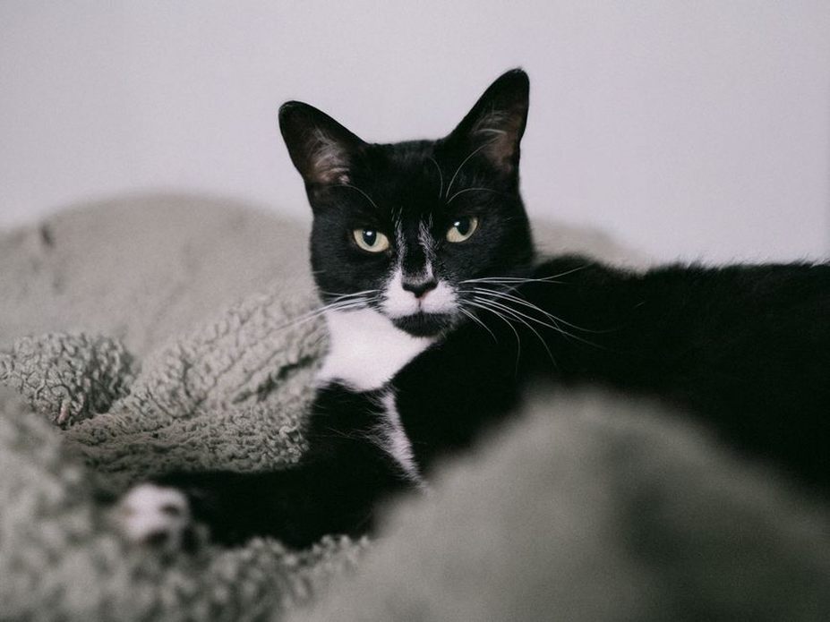 Un chat se repose à l’écart du passage