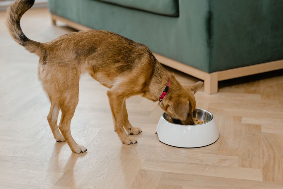 Un chien adopté mange calmement dans sa gamelle