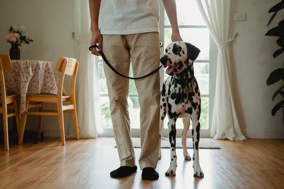Chien debout près de son adoptant, posture souple