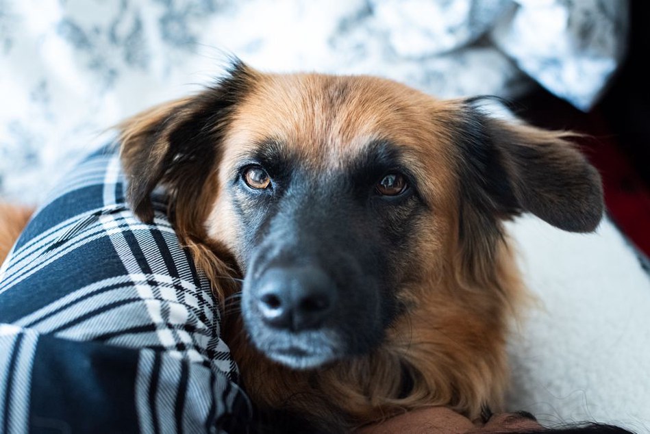 Un chien adopté se repose dans son coin calme