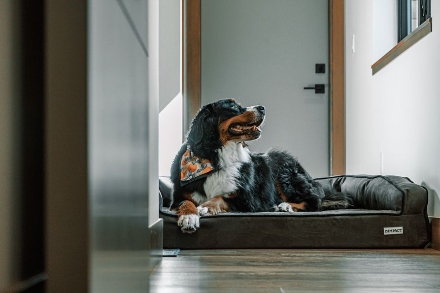 Un chien adopté se repose dans son panier