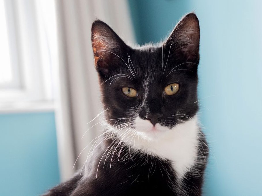 Un chat adopté se repose près d’une fenêtre