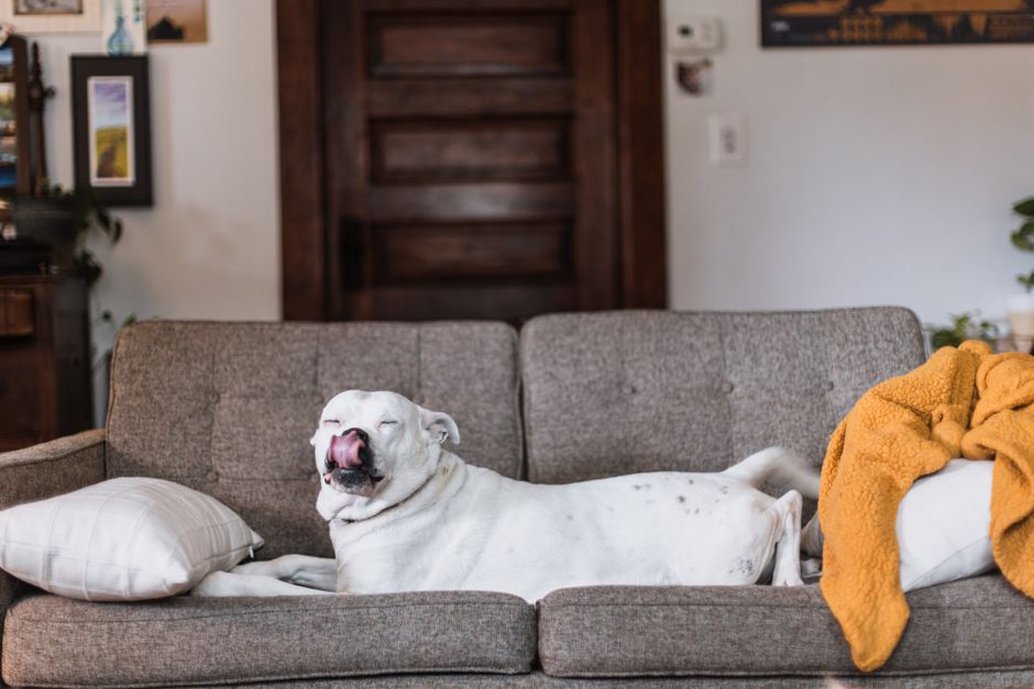 Un chien se repose dans un coin tranquille du salon