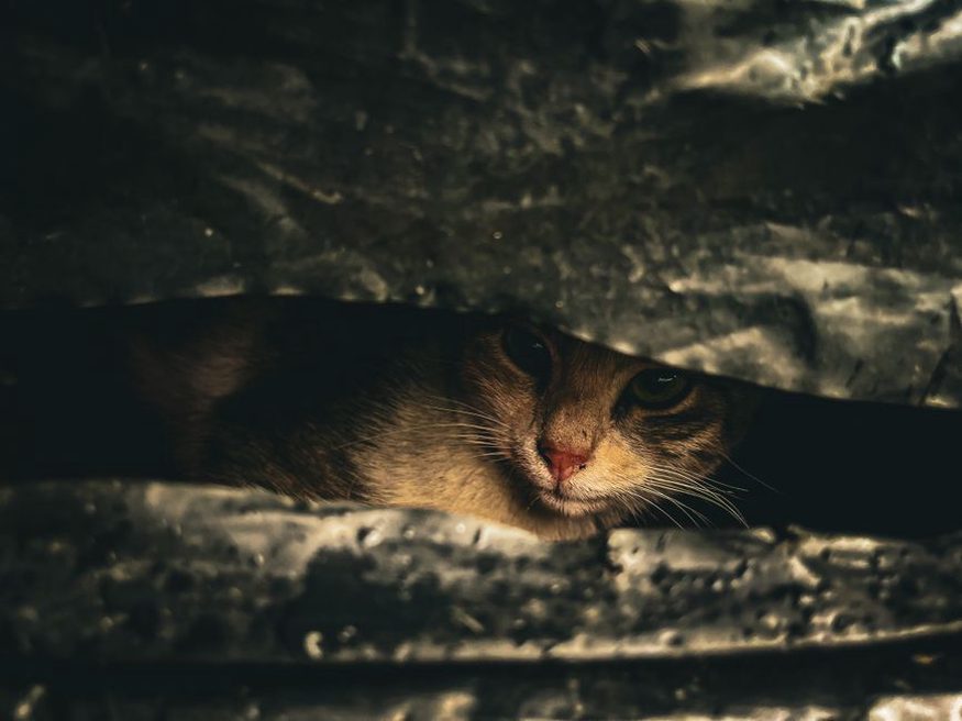 Un chat trouve refuge dans une cachette calme