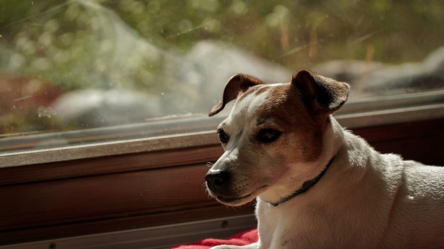 Un chien détourne le regard dans un salon calme