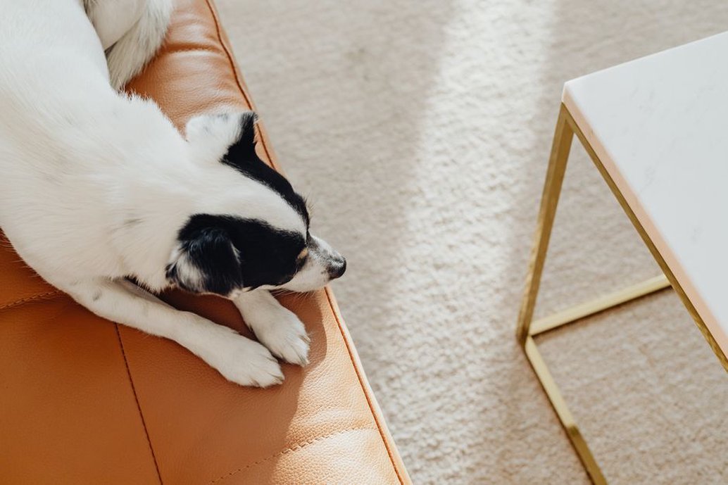 Un chien se repose dans un coin tranquille