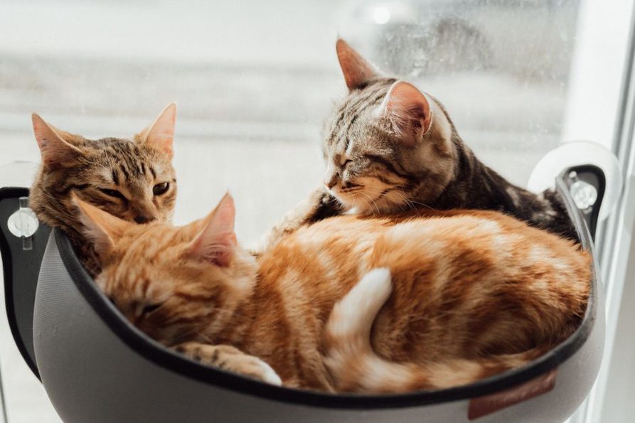 Un chat observe la pièce depuis son perchoir