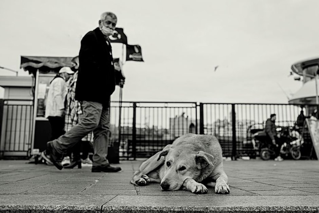 Un chien observe calmement les passants à distance