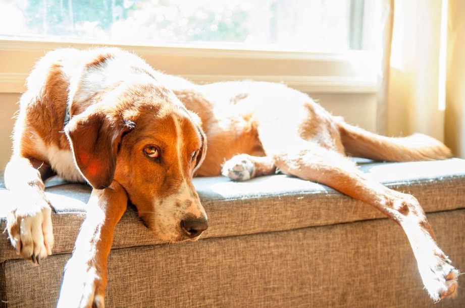 Un chien observe son nouveau foyer depuis son panier
